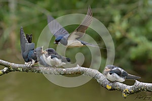 Swallows, Scientific name: Hirundinidae photo