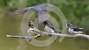 Swallows, Scientific name: Hirundinidae photo