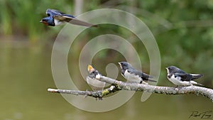 Swallows, Scientific name: Hirundinidae photo