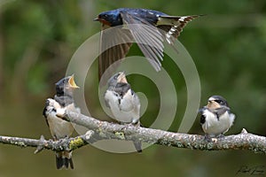 Swallows, Scientific name: Hirundinidae photo