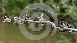 Swallows, Scientific name: Hirundinidae photo
