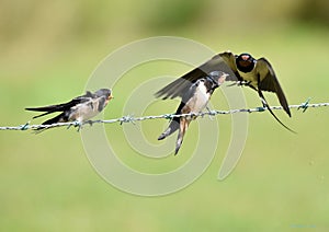 Swallows, Scientific name: Hirundinidae photo