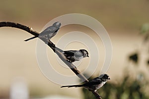 Swallows sitting symmetrically on a branch on a blurred background