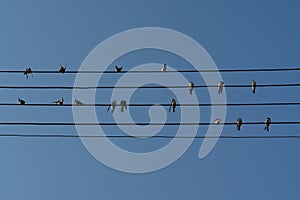 A swallows, sitting on the wires against the clear blue sky like notes on the stave