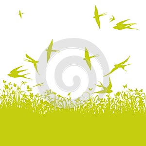 Swallows in the spring