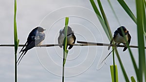 swallows standing on a reed next to a water.