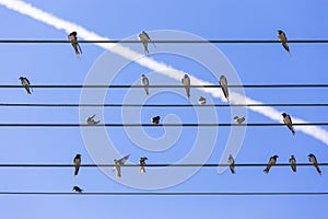 Swallows on the wire