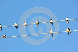 Swallows. Wire.