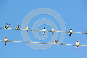Swallows. Wire.