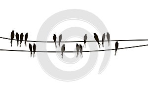 Swallows on wires