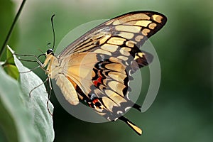 Swallowtail