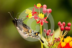 Swallowtail black and blue butterfly close up