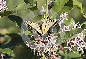 Swallowtail black and yellow tiger butterfly on blooming showy milkweed flower bush