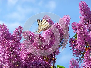 Swallowtail on blooming lilac bush