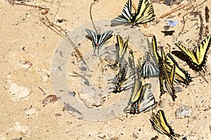 Swallowtail butterflies gathering on sand