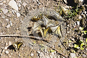 Swallowtail butterflies in the gravel