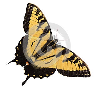 Swallowtail Butterfly