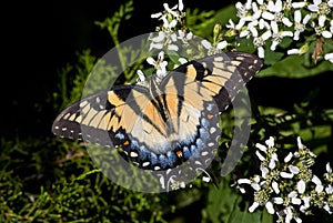 Swallowtail Butterfly photo