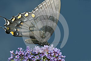 Swallowtail Butterfly