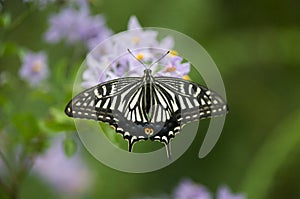 Swallowtail Butterfly