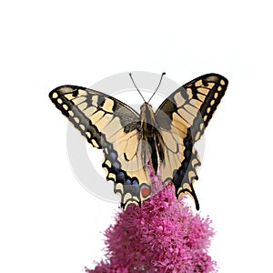 Swallowtail butterfly