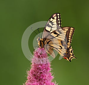 Swallowtail butterfly