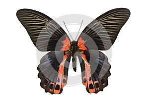 Swallowtail Butterfly