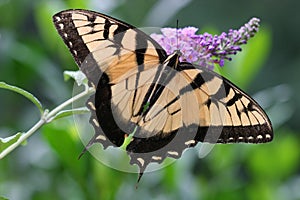 Swallowtail Butterfly