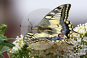 Swallowtail butterfly