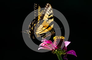 Swallowtail butterfly against dark background