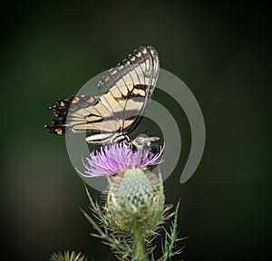 Eastern Tiger Swallowtail and honey bee on summer flowers