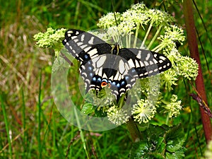 Swallowtail Butterfly at Cape Scott Provincial Park, Northern Vancouver Island, British Columbia, Canada