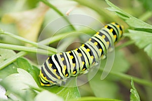 A Swallowtail Butterfly Catapillar on a Tomato Plant