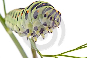 Swallowtail butterfly caterpillar