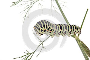 Swallowtail butterfly caterpillar