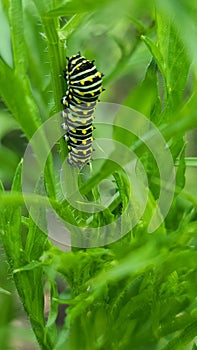 Swallowtail butterfly caterpillar on plants in garden or yard