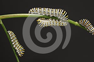 Swallowtail Butterfly Caterpillars