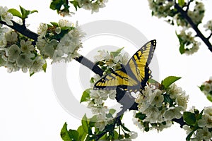 Swallowtail Butterfly on Cherry Tree Blossoms