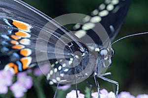 Swallowtail Butterfly Close Up on Yarrow