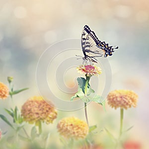 Swallowtail butterfly on colorful zinnia flowers