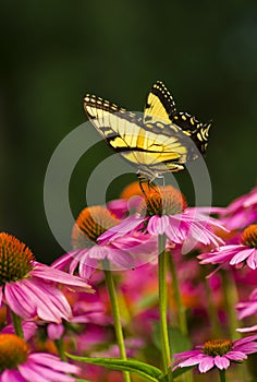 Swallowtail Butterfly on coneflower