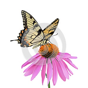 Swallowtail Butterfly and Coneflower