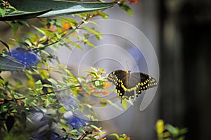 Swallowtail Butterfly on Cool Colors