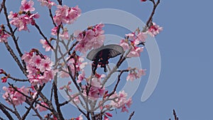 Swallowtail Butterfly Feeding on Cherry Blossom.