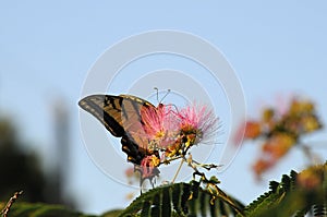 Swallowtail butterfly feeding on Mimosa bloom