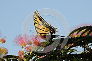 Swallowtail Butterfly feeding on mimosa bloom