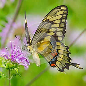 Swallowtail butterfly feeding on a purple wildflower in Theodore Wirth Park in Minneapolis, Minnesota