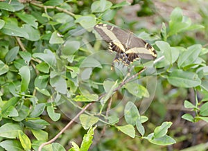 A Swallowtail Butterfly In flight