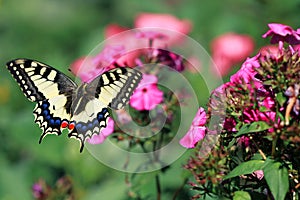 Swallowtail butterfly flitting above flowers on a bright summer meadow photo