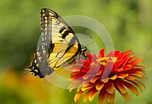 Swallowtail Butterfly on flower